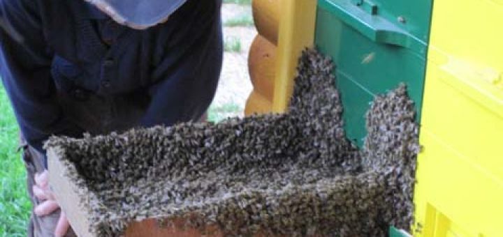 Naselitev čebel v naš čebelnjak